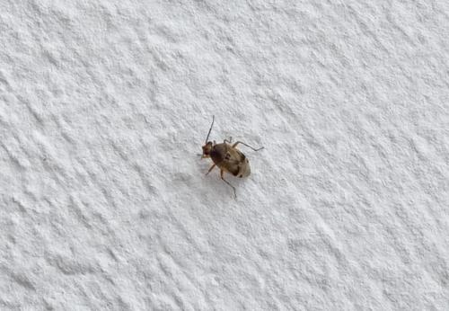 Réf. 326 923 : Deraeocoris serenus